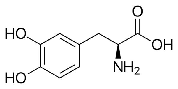 Levodopa – The Borrowed Spark That Makes the Body Move